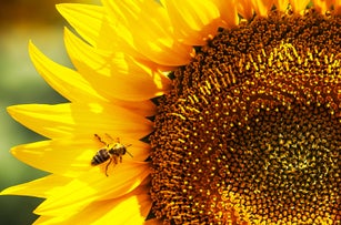 Sunflower. Bee on a sunflower petals