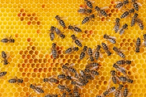 Full frame of worker bees onhoneycomb