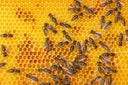 Full frame of worker bees onhoneycomb