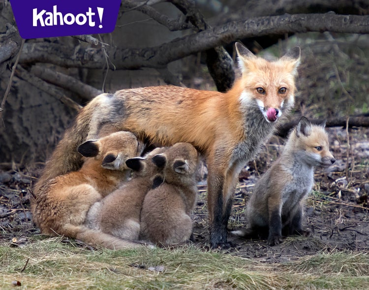 12. RISE OF THE MAMMALS: EGG TO PLACENTA I [A] - Kahoot! Quiz