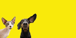 Banner two funny pets listening  expression. dachshund dog and curious sphynx cat. Isolated colored yellow background.