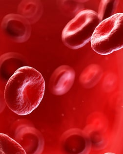 Human blood cells, illustration