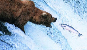 Grizzly Bear Feeds on a Jumping Salmon, Alaska