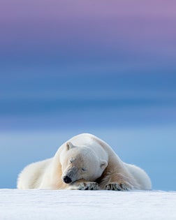 Polar bear sleeping at sunset