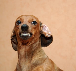 Badger dog