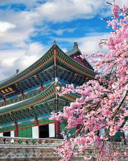 Cherry blossoms in spring, Seoul in Korea.