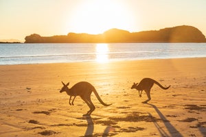 Wild Australian Kangaroos (rock wallaby's) on the sand at the beach during sunrise