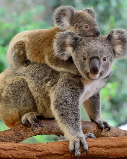 Mother koala with baby on her back