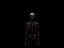 Standing human skeleton in dark