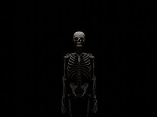 Standing human skeleton in dark