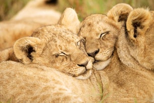 Two lions cubs nuzzle heads together