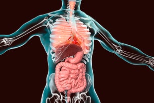 human body diagram