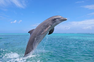 Bottle-noseddolphin(Tursiopstruncatus)jumping in Caribbean Sea