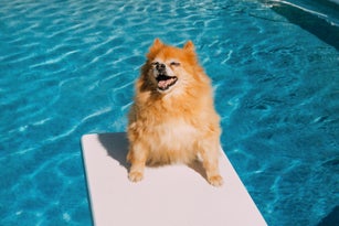 Happy Dog Summer, Pomeranian Dog Pool