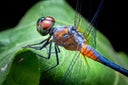 Sharp and detail of portrait Dragon fly (Anisoptera) super macro.