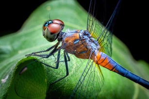 Sharp and detail of portrait Dragon fly (Anisoptera) super macro.
