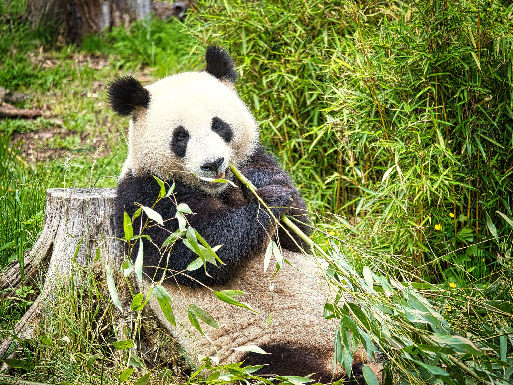 big panda sitting eating bamboo. Endangered species. Black and white mammal