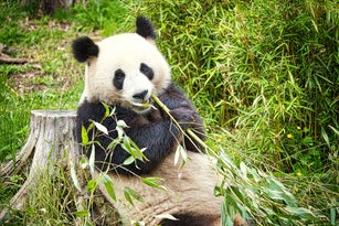 big panda sitting eating bamboo. Endangered species. Black and white mammal