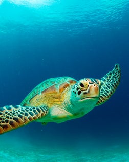 Philippines, green sea turtle (Chelonia mydas) swimming, close-up, underwater view