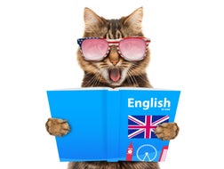Funny cat is learning English. Cat reading a book.