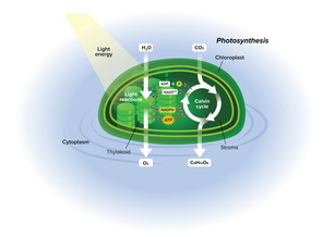 Light reactions and the Calvin cycle taking place during Photosynthesis within the chloroplast.