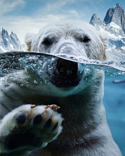 Polar Bear