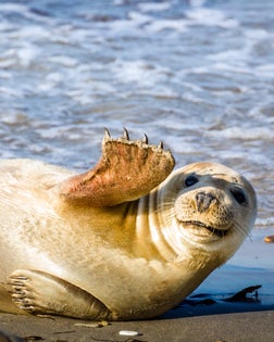 Young seal smiles and waves