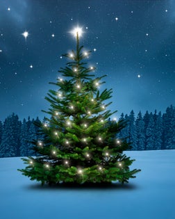 Christmas tree on a cold winter night in the forest