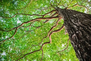 New green leaf tree in nature forest