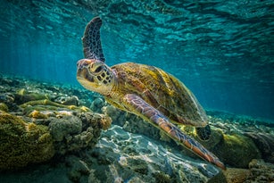 Green Turtle