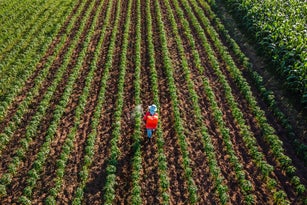 Aerial view of farmer spraying growing chilli plant in field.