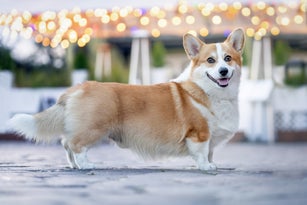 Portrait of a dog in the city