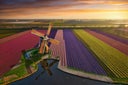 Flying over a rainbow of Tulips - The Netherlands