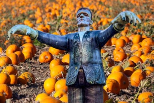 Frankenstein monster in a pumpkin patch