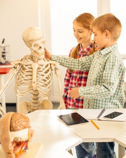 Children in a classroom participate in a lesson on anatomy using a skeleton model.