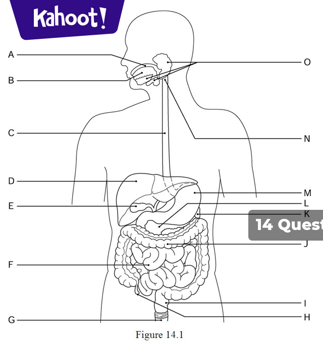 Digestive System BASIC - Kahoot! Quiz