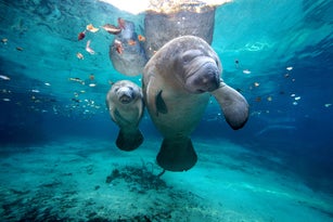 West Indian Manatees