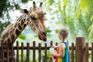 Kids feed giraffe at zoo. Children at safari park.