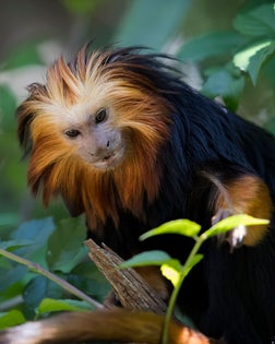 Golden-headed lion tamarin