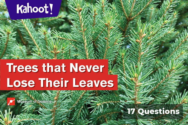 Trees That Never Lose Their Leaves - Kahoot! Quiz