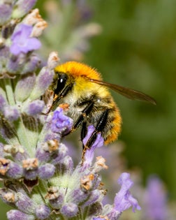 Bumblebee (Bombus)