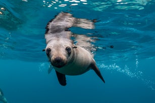 Young Australian fur seal, Montague Island Nature Reserve, NSW.