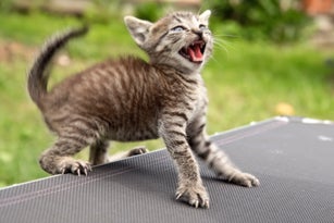 aggressive kitten