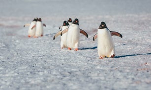Gentoo penguins waddle along the snow covered beach