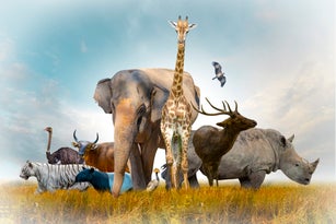 Wildlife conservation day, wildlife home threatened by humans (Protecting wildlife)