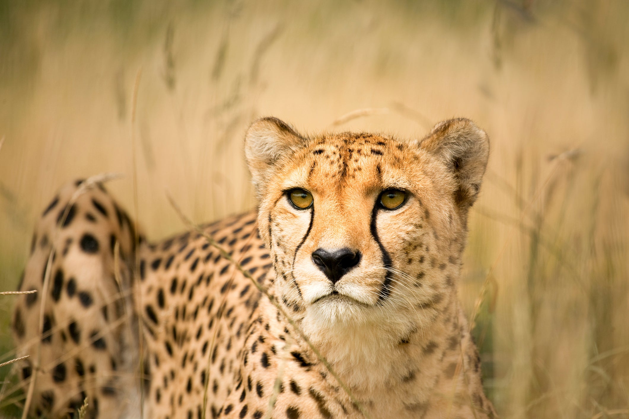 eye contact with a cheetah in the wild