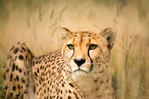eye contact with a cheetah in the wild