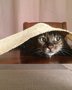 Close-Up Of Cat Peeking From Under Tablecloth