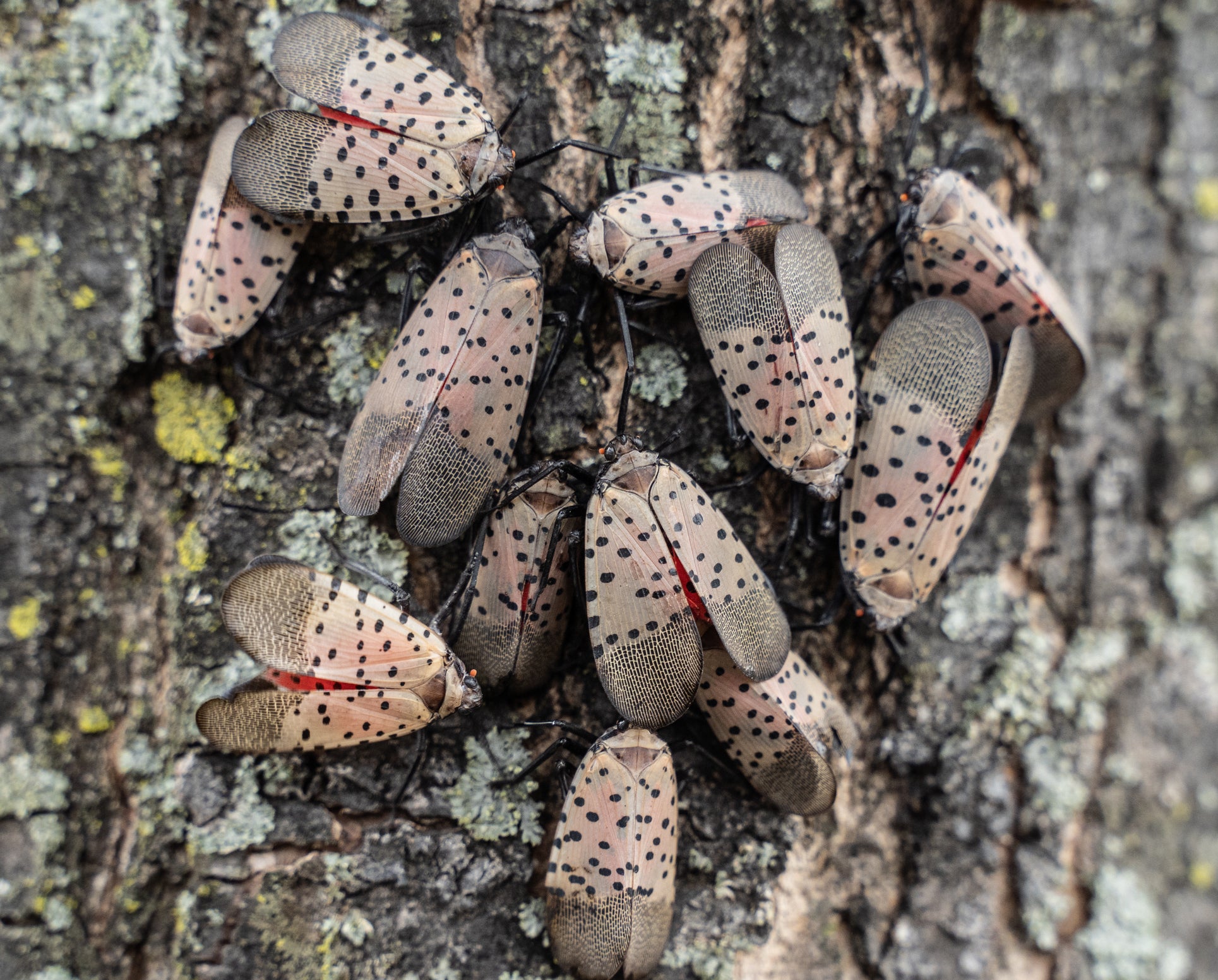 Spotted Lanternflies on Tree in Berks County, Pa.