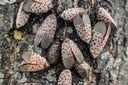 Spotted Lanternflies on Tree in Berks County, Pa.